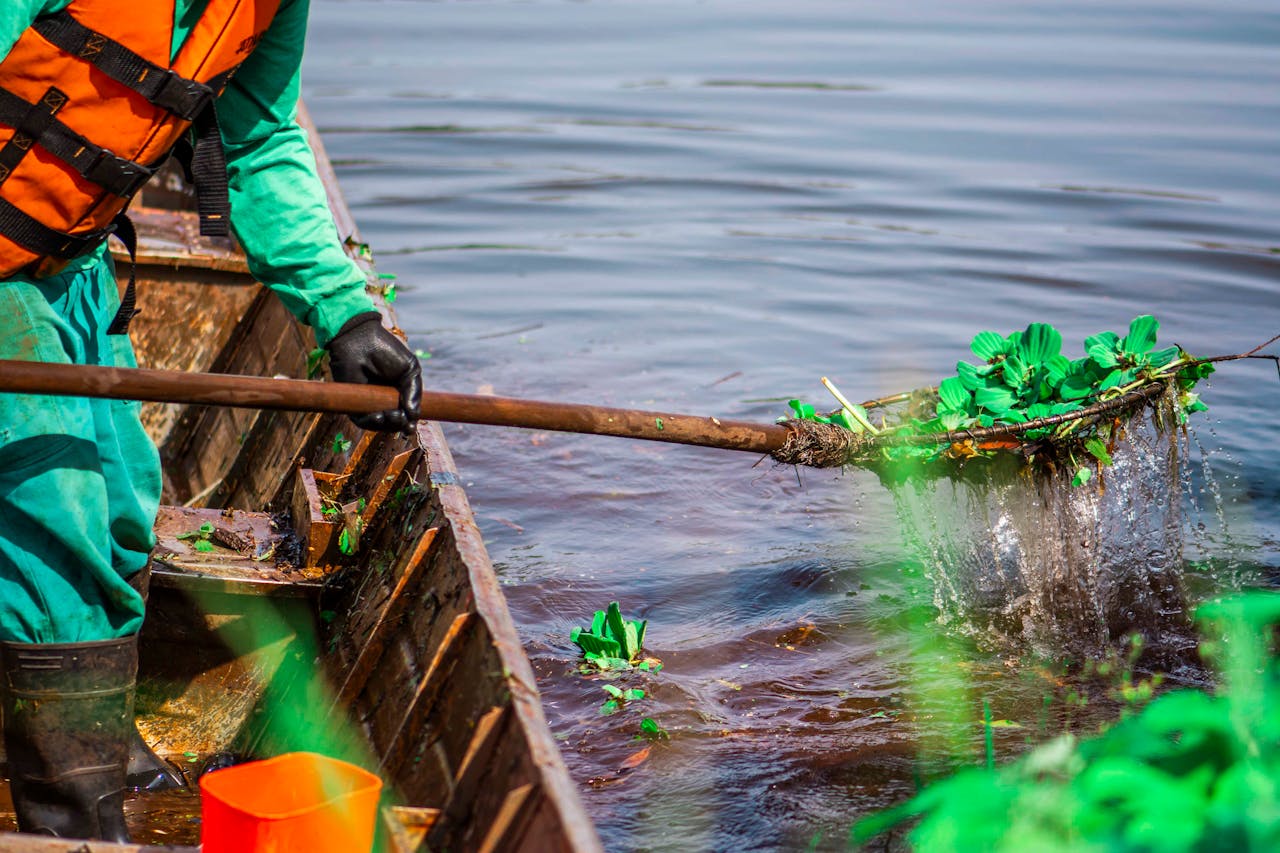 A worker cleaning aquatic plants from a lake in Londrina, Brazil, wearing safety gear.